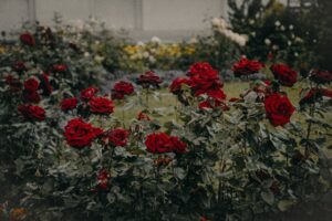 my rose garden relapse