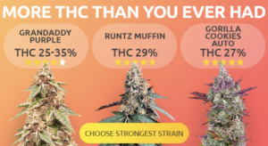 todays weed is three times as strong
