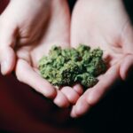 Information About THC Substances for Parents